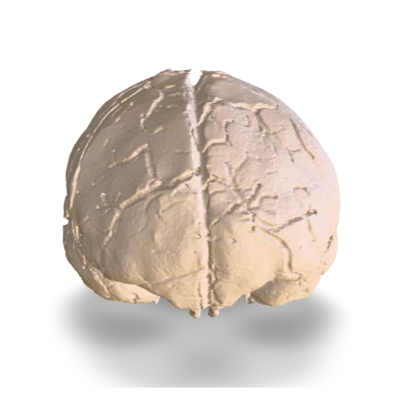 Brain Anatomy Model