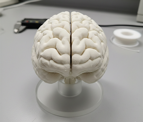 Brain Anatomy Model